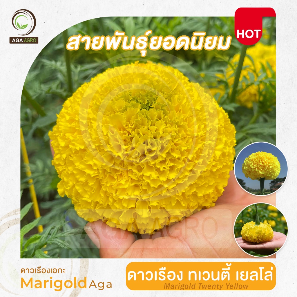 ดาวเรืองเอกะ I "เอกะ289 ทเวนตี้เยลโล่-ตัดดอก"พันธุ์ยอดนิยม ปลูกได้ทุกฤดู ดอกใหญ่-100 เมล็ด-Marigold TwentyYellow