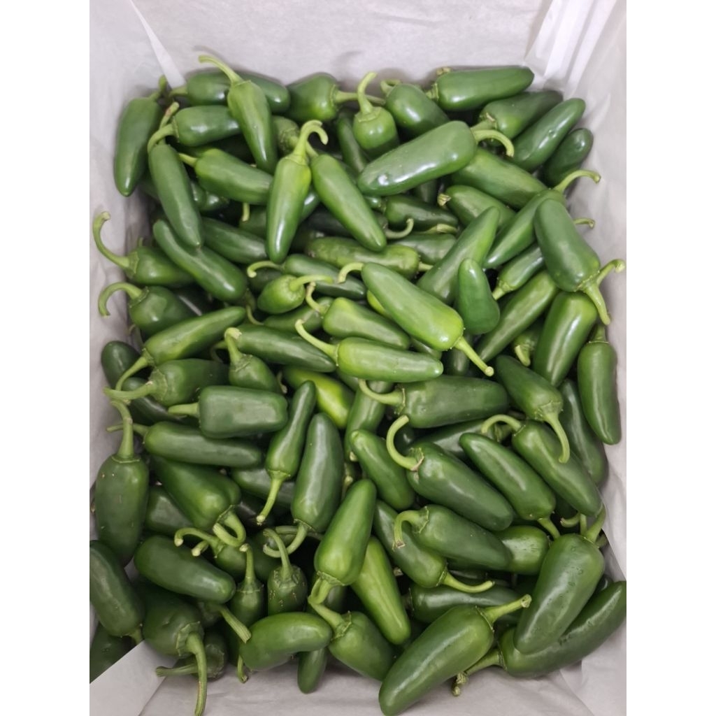 พริกแม็กซิกัน พริกจาลาปิโน JALAPENO