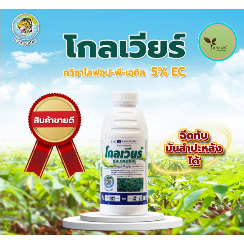 โกลเวียร์ ขนาด 1ลิตร ควิซาโลฟอป-พี-เอทิล กำจัดวัชพืชใบแคบในไร่มันสำปะหลัง ฉีดทับมันได้ ปลอดภัยต่อมัน