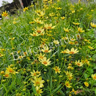 ต้นกล้าดอกจันทร์ฉาย(coreopsis big bang redshift) ต้นแข็งแรงรากแน่นๆ ทนแล้งออกดอกสวย