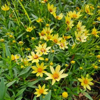 ต้นกล้าดอกจันทร์ฉาย(coreopsis big bang redshift) ต้นแข็งแรงรากแน่นๆ ทนแล้งออกดอกสวย