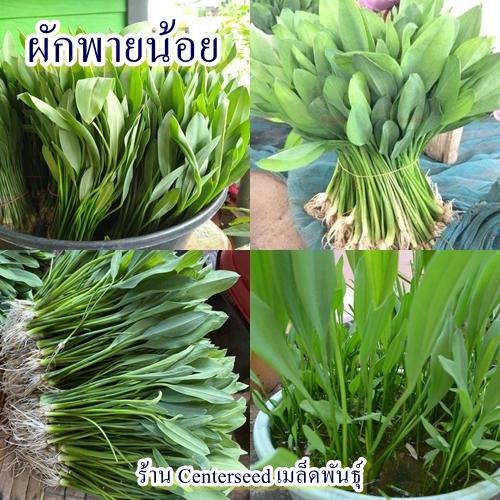 2,000+ เมล็ด เมล็ดผักพายน้อย (ปลูกง่าย เป็นพืชพื้นบ้าน ชอบดินชื้นมีน้ำขัง รสชาติดี หวานกรอบอร่อย ทานได้ทั้งต้นและใบ)
