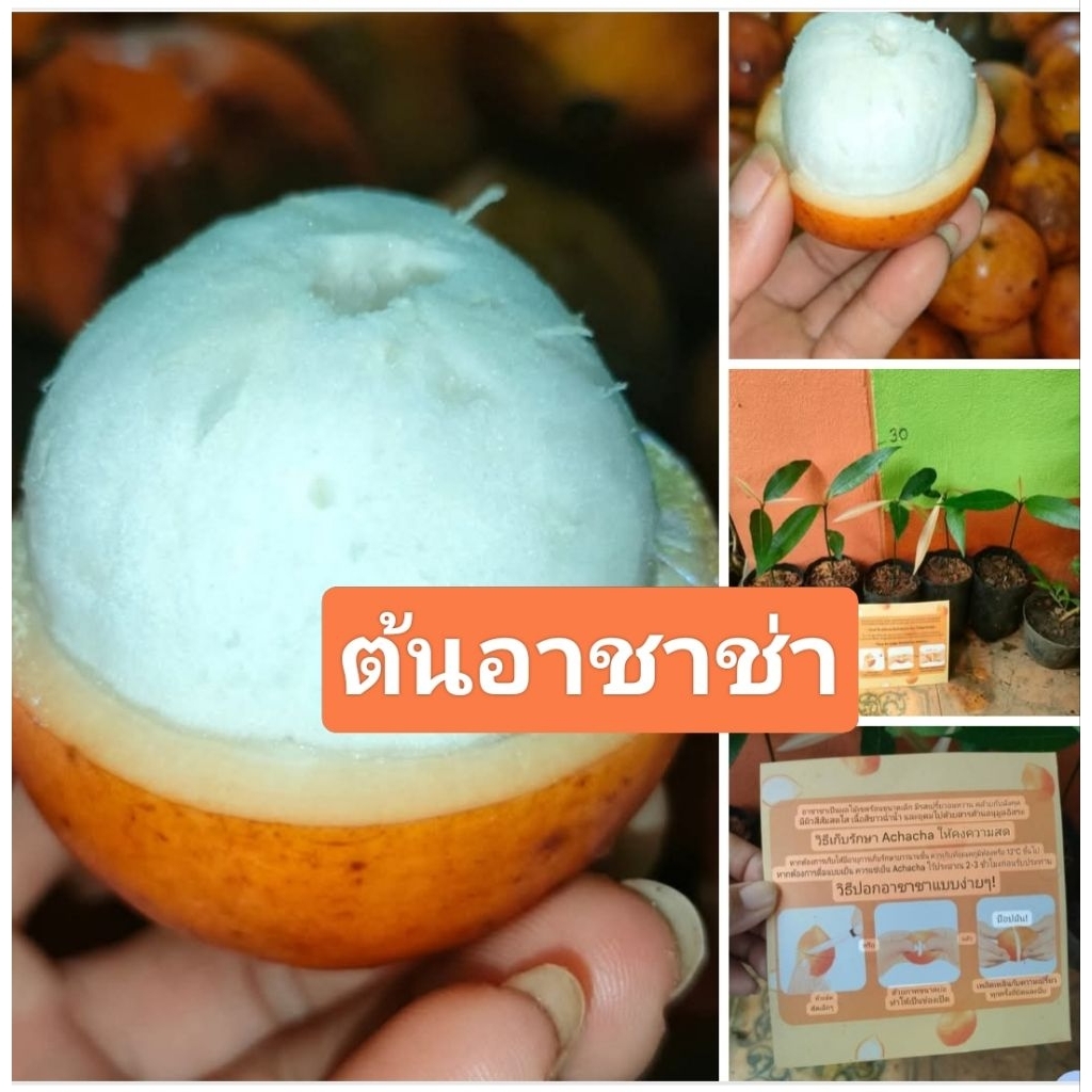 ต้นอาชาช่าเพาะเมล็ดขนาดต้น 10-15เซนติเมตร