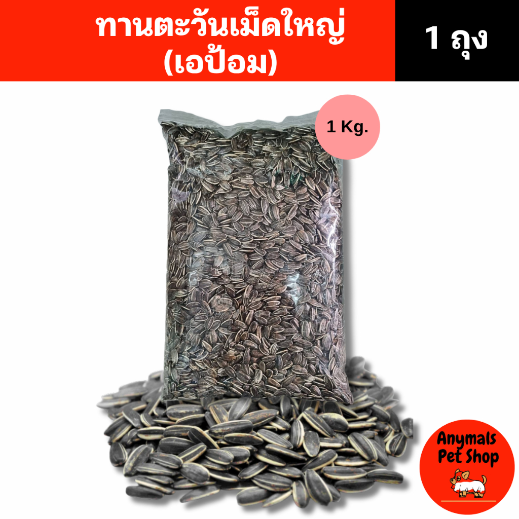 (ขนาด 1 kg.) ทานตะวันเม็ดใหญ่ ( เอป้อม APOM ) อุดมไปด้วยไขมัน โปรตีน และแคลอรี่ ซึ่งเป็นสิ่งสำคัญสำหรับนก