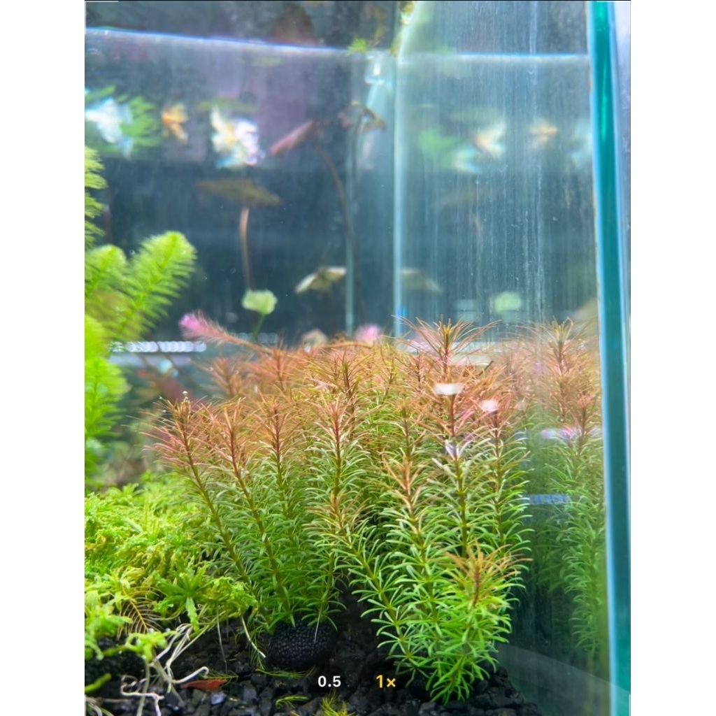 โรทาล่าวาลิชี่ Rotala wallichii วาบิก้อนละ
