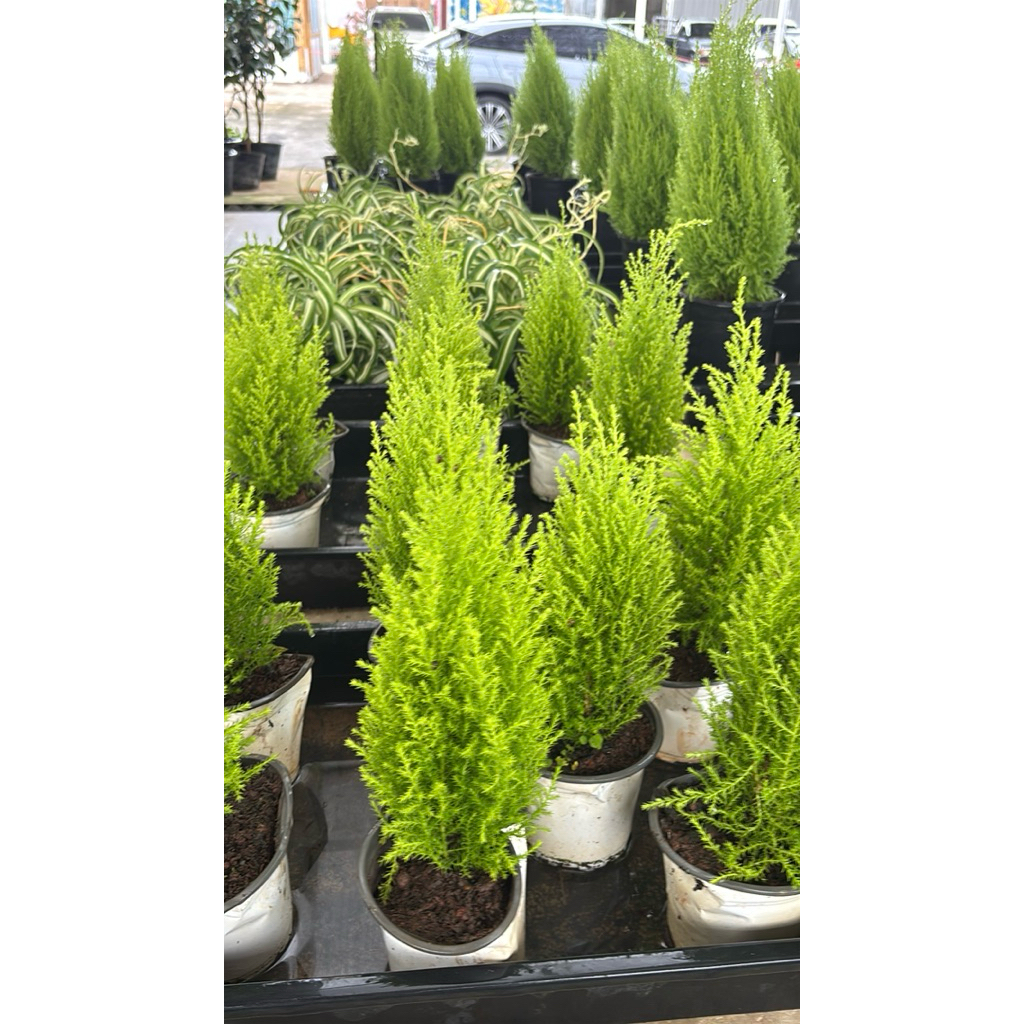 #สนมะนาว #สนเลม่อน #Cupressus macrocarpa 'Wilma Goldcrest'🌲🌟 #สนไซเปรส 'วิลมาโกลด์เครสต์20-30cm
