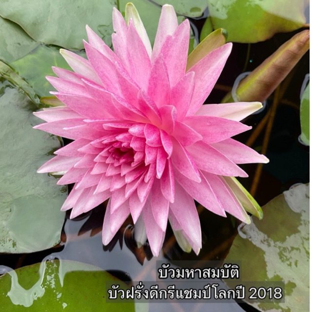 บัวมหาสมบัติ แชมป์โลกปี 2018