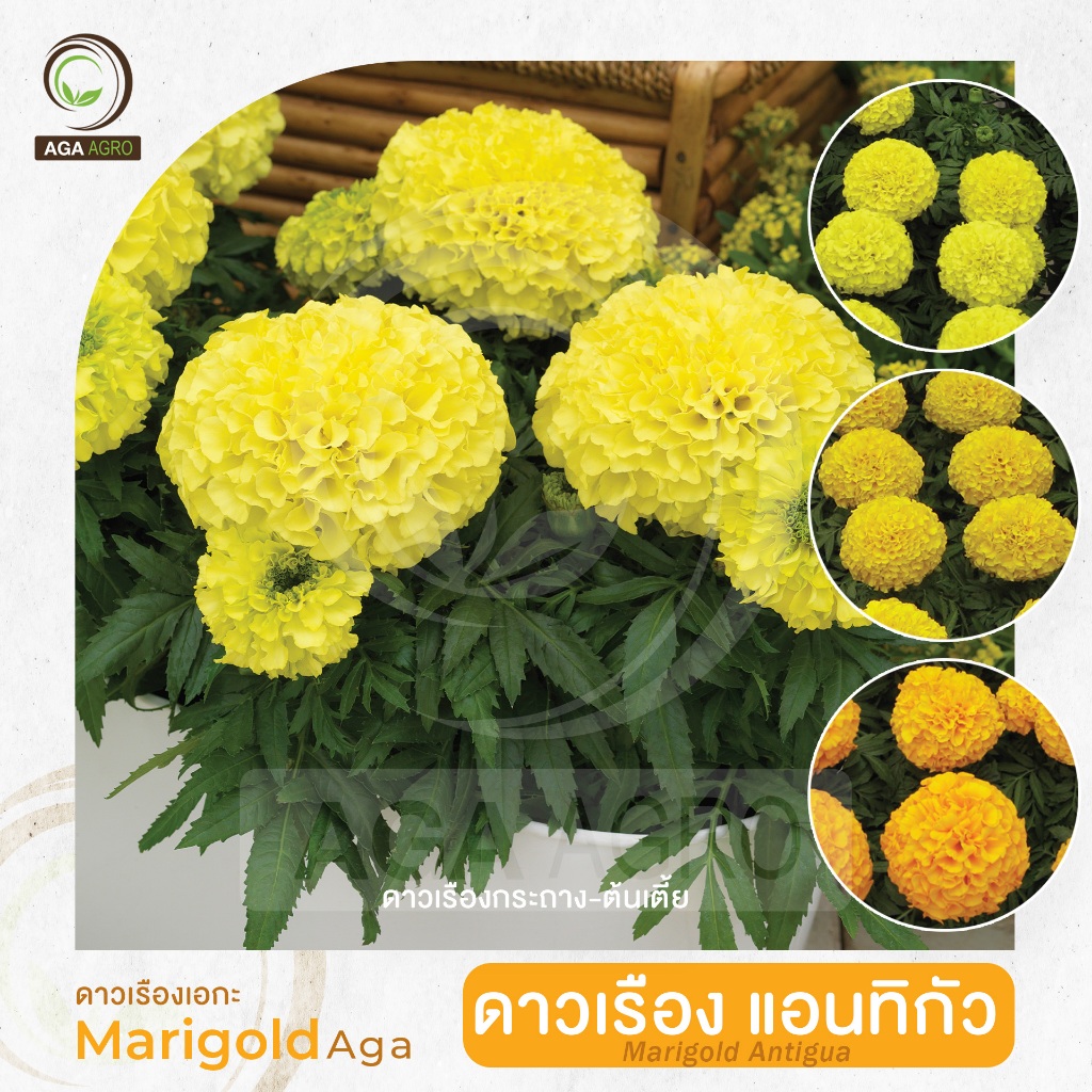 ดาวเรืองเอกะ  I "ดาวเรือง แอนทิกัว" ต้นเตี้ย ออกดอกเร็วกว่าทุกพันธุ์-100เมล็ด-Marigold Antigua