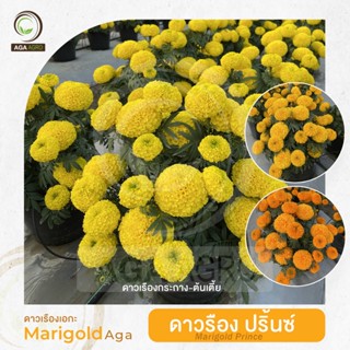 ดาวเรืองเอกะ  I 