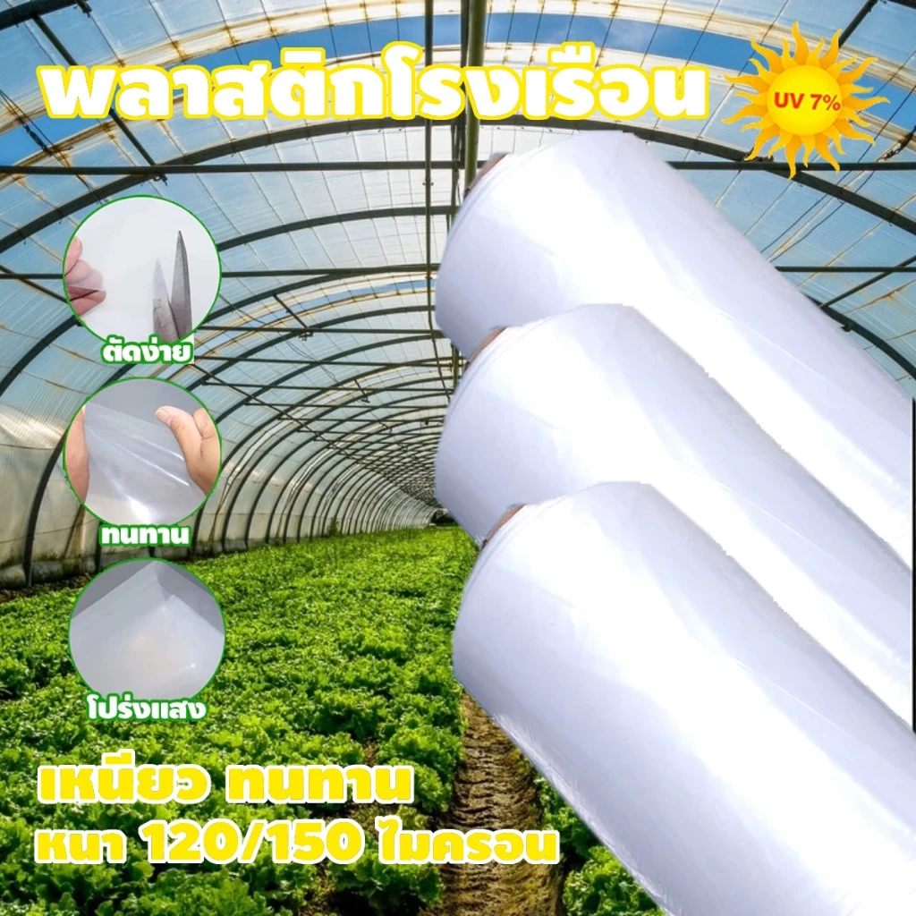 Daily Gold พลาสติกโรงเรือน พลาสติกใส พลาสติกคลุมโรงเรือน กันฝนgreenhouse หนา 150 ไมครอน UV7% โรงเรือนแคคตัส พลาสติกปูบ่อ