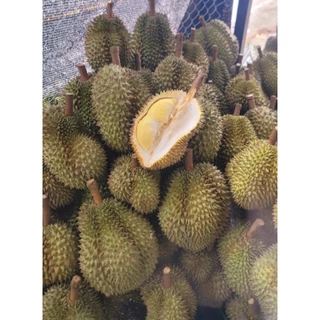 ทุเรียนหมอนทองพระร่วงของแท้ แก่จัด เนื้อดี เนื้อเต็มพู หอม หวาน อร่อย