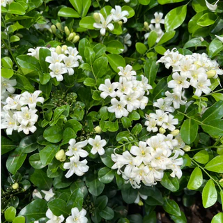 แก้วแคระ แก้วแคระพวงมณี ดอกหอมมาก ต้นกระทัดรัด Dwarf Murraya, Orange Jasmine