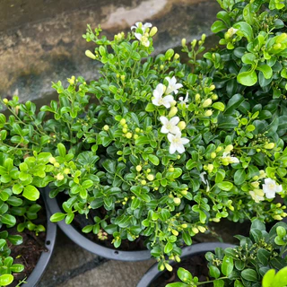 แก้วแคระ แก้วแคระพวงมณี ดอกหอมมาก ต้นกระทัดรัด Dwarf Murraya, Orange Jasmine