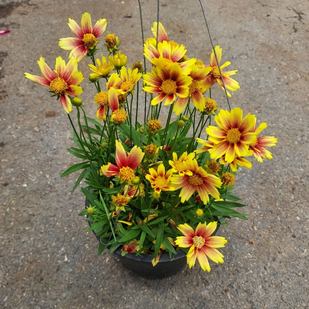 จันทร์ฉาย (Coreopsis)คอรีออปซิส รูปที่ 3