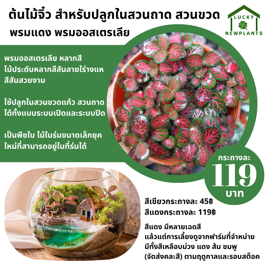 ต้นไม้จิ๋ว ใส่สวนขวด ตกแต่งสวนถาด สวนขวดแก้ว เริ่มต้น 45 บาท