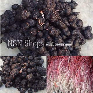 หัวบัวแดง 12 กิโลกรัม 399