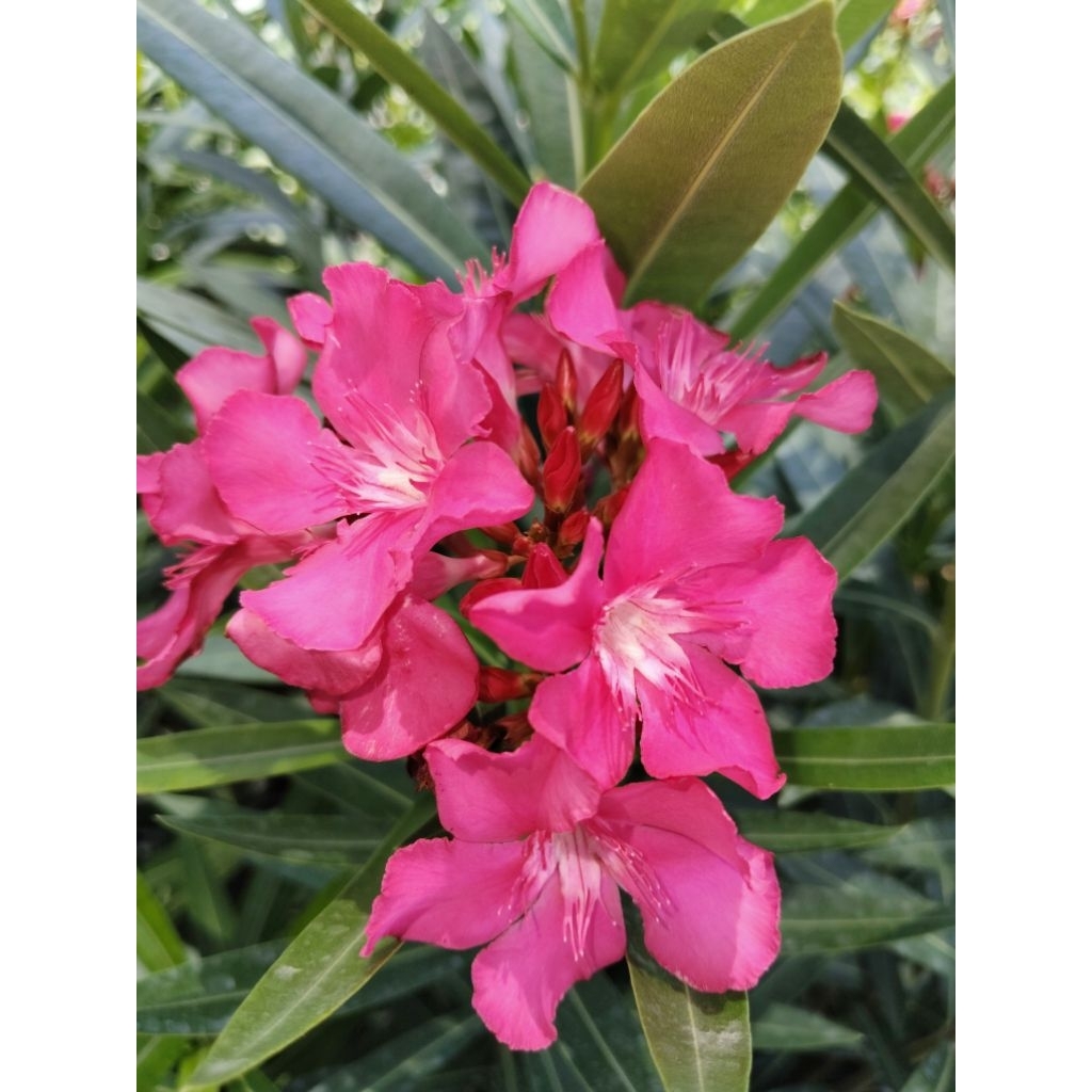 ต้นยี่โถ  Sweet Oleander