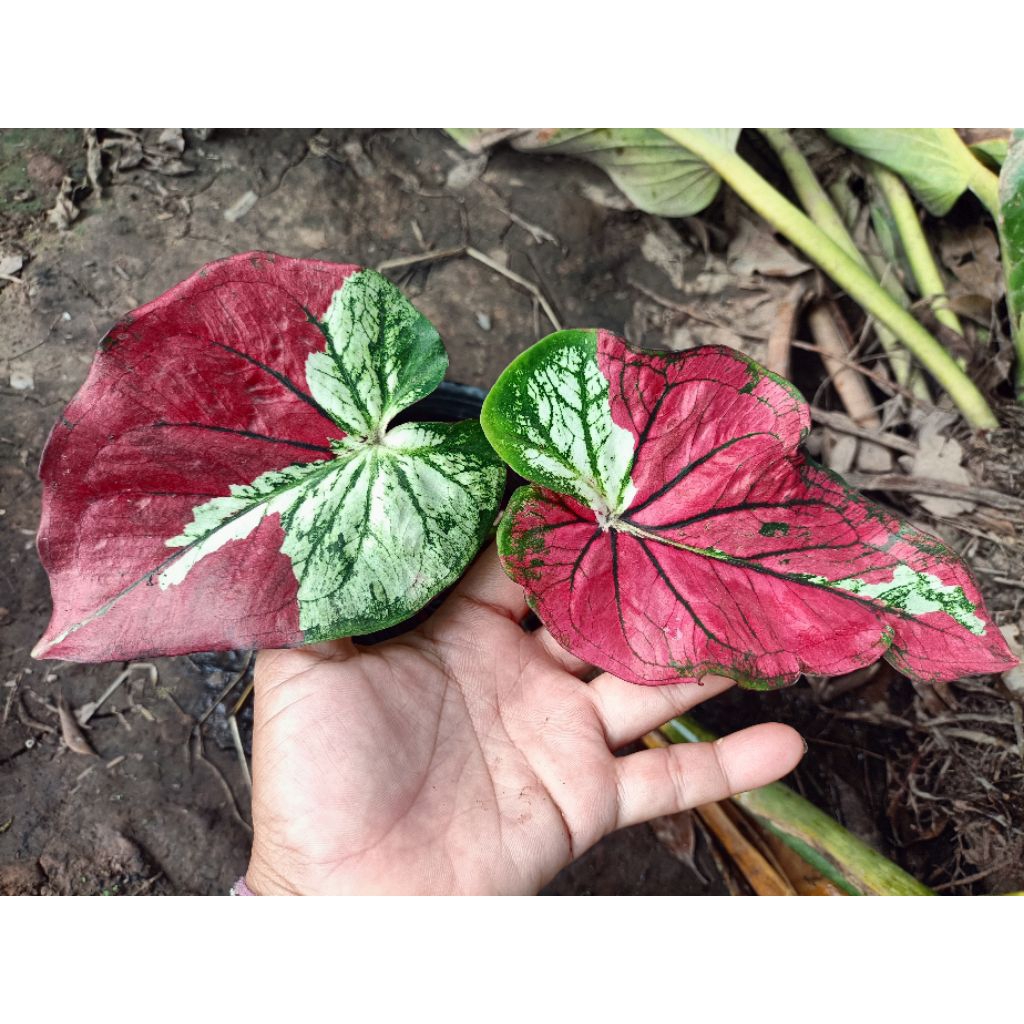 บอนสีเหนือดวง(Caladium)