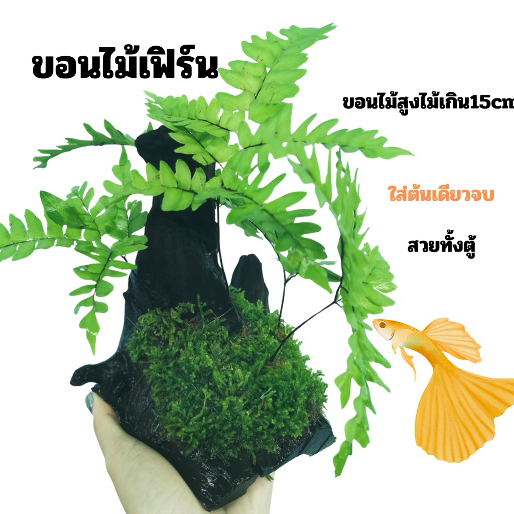 ขอนไม้ 🌺(ต้นเดียว)จบสวยเต็มตู้ ไม่เกิน15cm