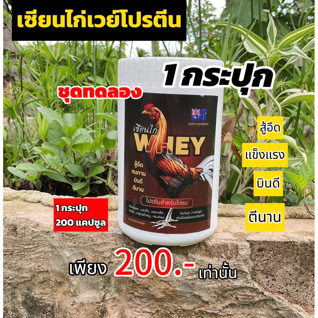(ชุดทดลอง 1 กระปุก 200เม็ด 200.-)เวย์โปรตีนสำหรับไก่ชน