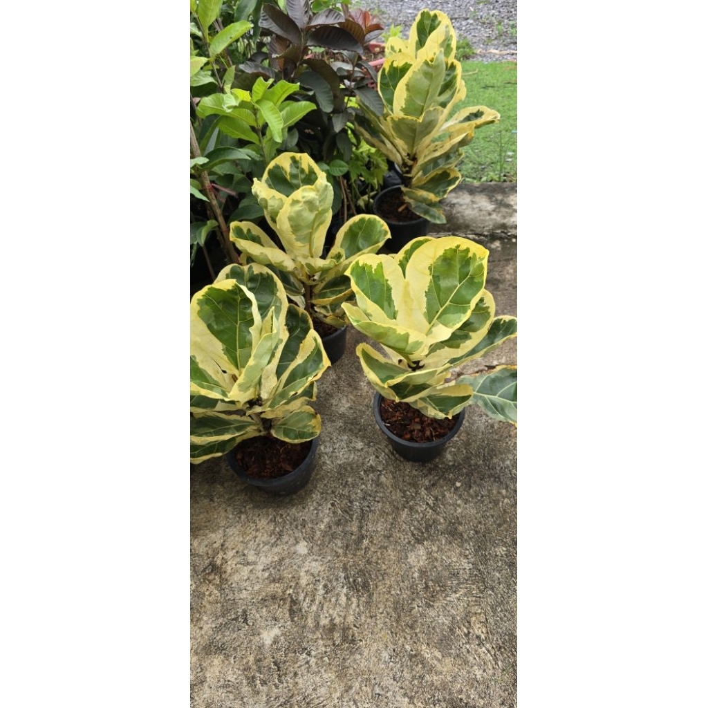 ต้นไทรใบสักด่าง  ficus lyrical warb