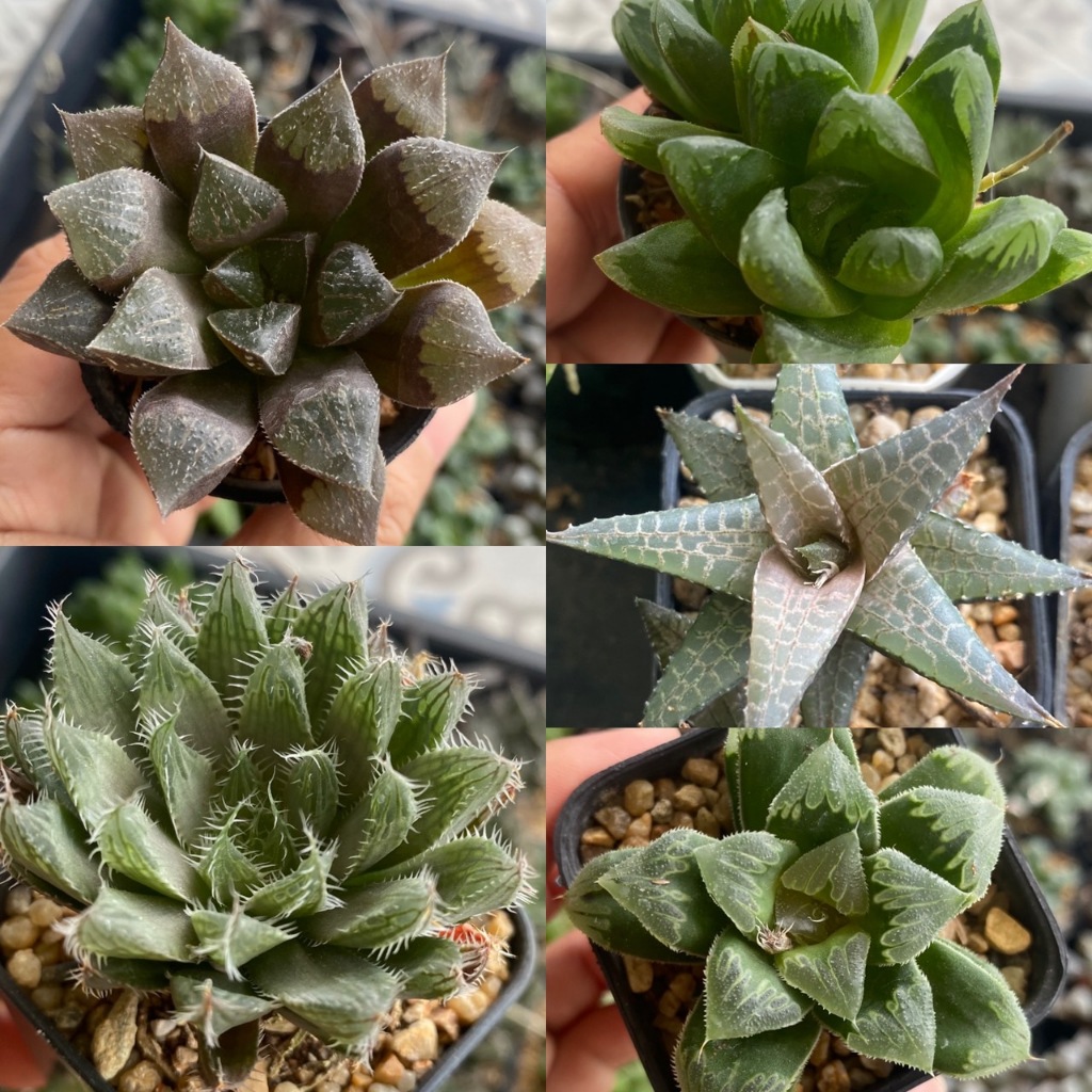 ฮาโวเทีย (Haworthia) ไม้อวบน้ำ จากเรือนแคคตัสสุราษฎร์ธานี