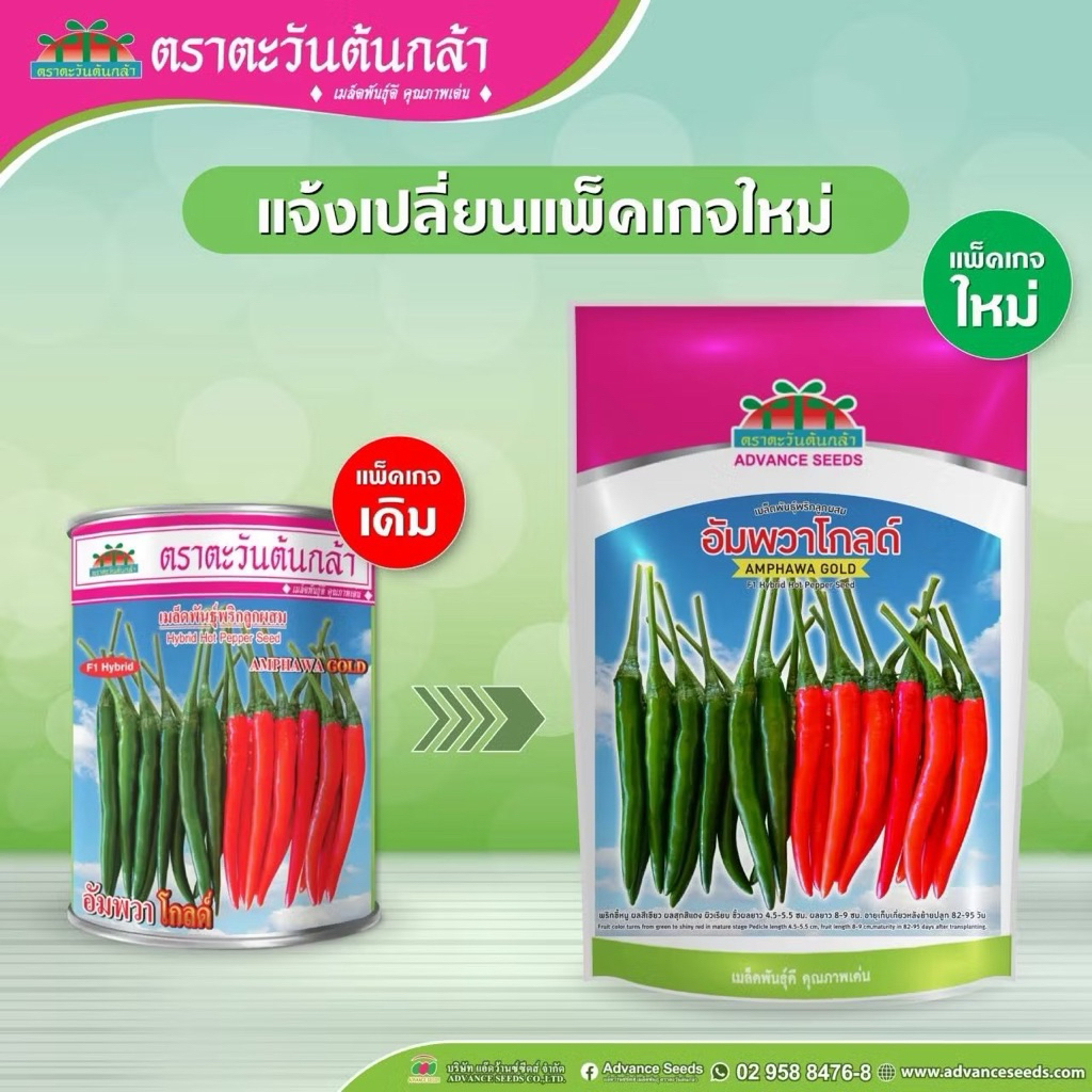 (แพ็กเกจใหม่แบบซอง) พริกขี้หนู อัมพวาโกดล์ เมล็ดพันธุ์พริกขี้หนูลูกผสม อัมพวาโกดล์ ตราตะวันต้นกล้า ปริมาณ 20 / 50 กรัม