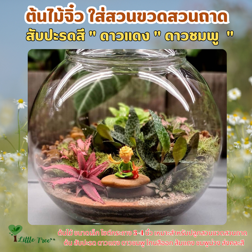 ต้นไม้จิ๋ว สวนในขวดแก้ว ต้นไม้จิ๋วใส่สวนขวด ดาวแดง ดางชมพู ต้นละ 55 บาท