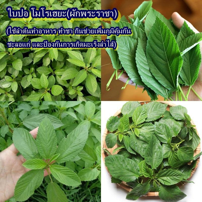 50+ เมล็ด เมล็ดใบปอ โมโรเฮยะ(ผักพระราชา) (หรือ มุลูคียะฮ์ อัตรางอก 85% รสชาติจืด มันๆ สายพันธุ์แท้ใช้เมล็ดปลูกต่อได้)