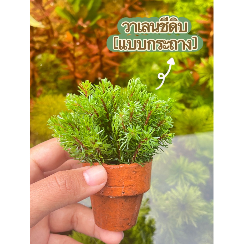 วาเลนชีดิบ[แบบกระถาง]
