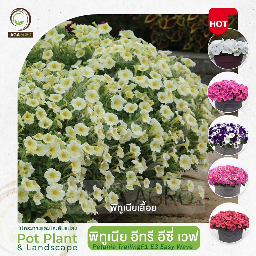 AGA AGRO I "พิทูเนีย อีทรี อีซี่เวฟ" พันธุ์เลื้อยปรับปรุงมาให้ออกดอกเร็ว -50&100เมล็ด-Petunia E3 Easy Wave