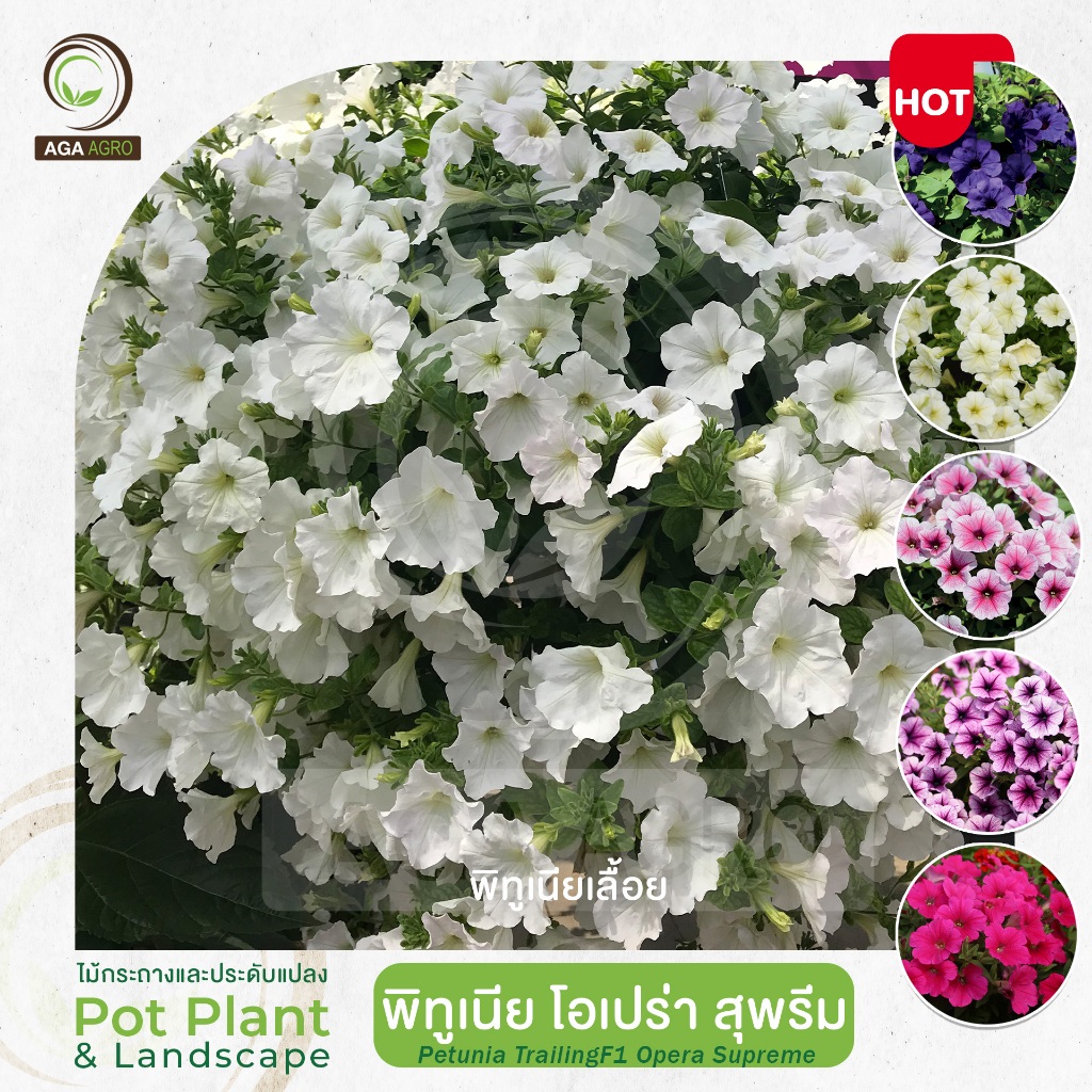 AGA AGRO I "พิทูเนีย  โอเปร่าสุพรีม" พันธุ์เลื้อย แข็งแรง ดอกดก เลื้อยคลุมกระถางได้ดี-50&100เมล็ด-Petunia Opera Supreme