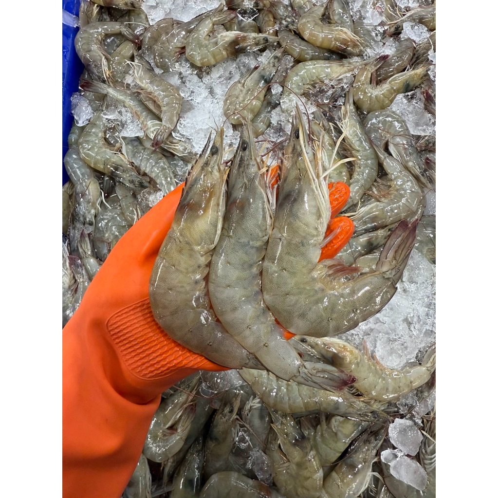 กุ้งขาว กุ้งคัดไซส์ กุ้งเลี้ยงธรรมชาติ 22-30 ตัวโล 40 ตัวโล 50 ตัวโล