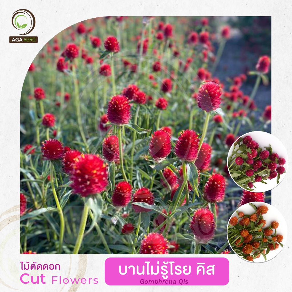 AGA AGRO I "บานไม่รู้โรย คิส' ก้านดอกยาว สีดอกแปลกตา-100เมล็ด-Gomphrena Qis