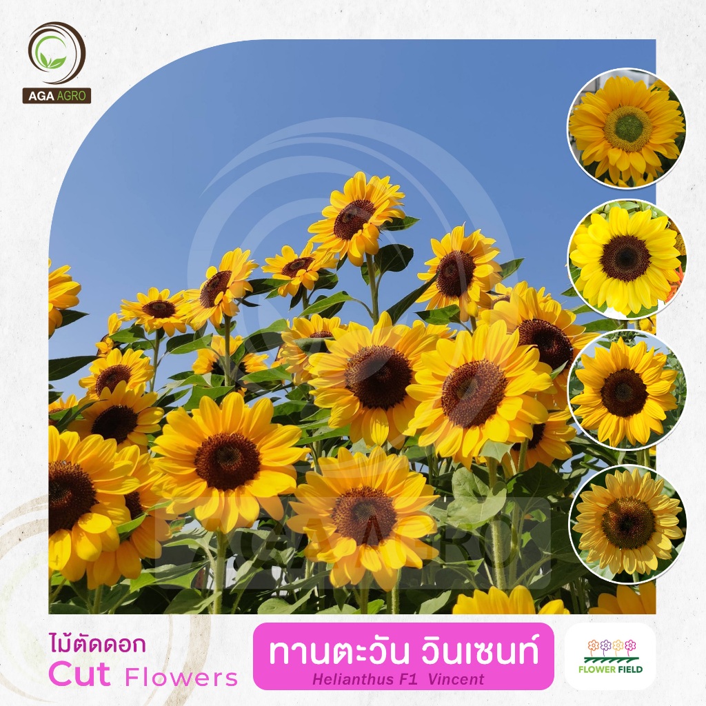 AGA AGRO I "ทานตะวัน วินเซนท์" ตัดดอก สายพันธุ์ยอดนิยมตลอดกาล-100เมล็ด-Helianthus Vincent