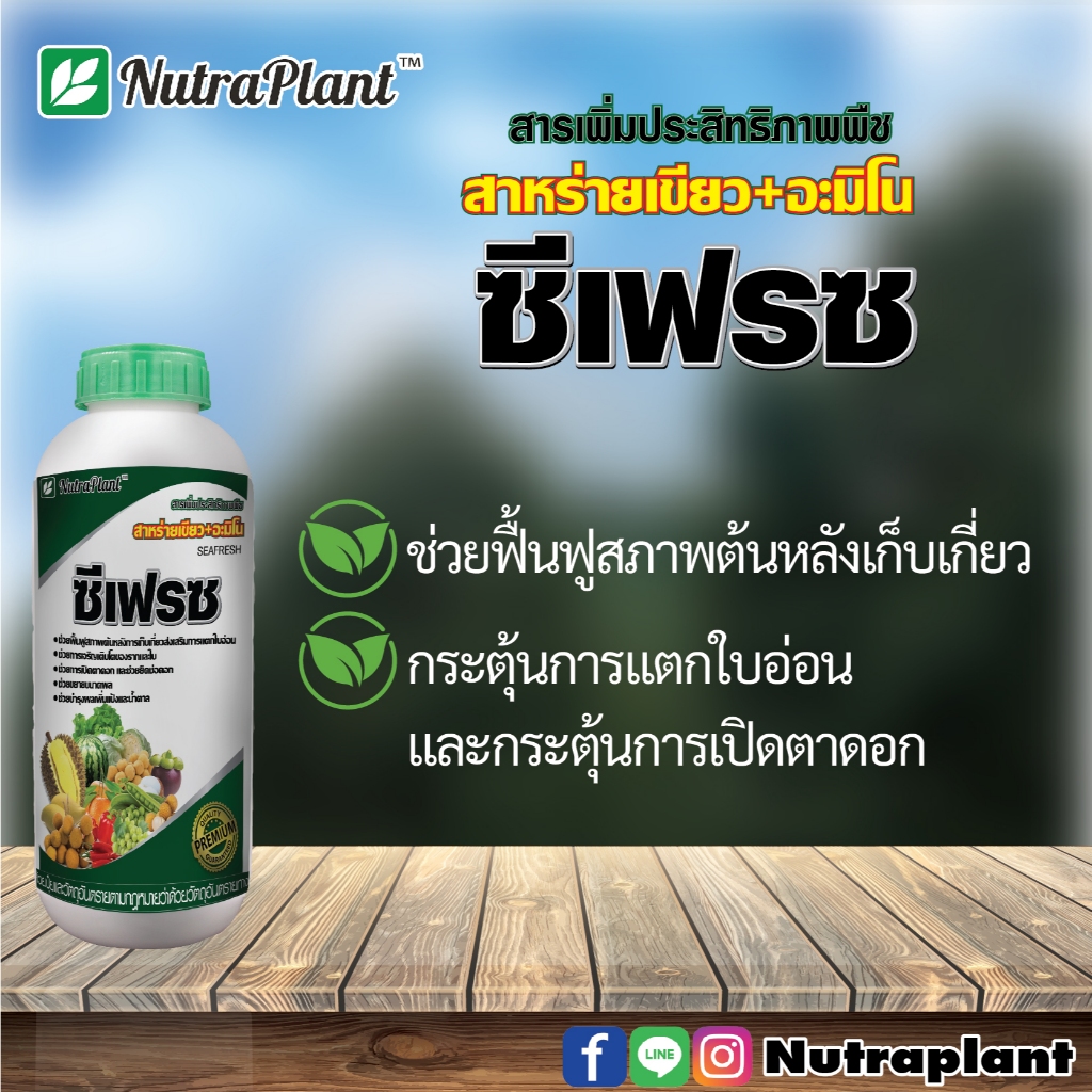 ซีเฟรซ 1 ลิตร นูตร้าแพลนท์ เปิดตาดอก ช่วยยืดช่อดอกและขยายขนาดผล - รูปที่ 3