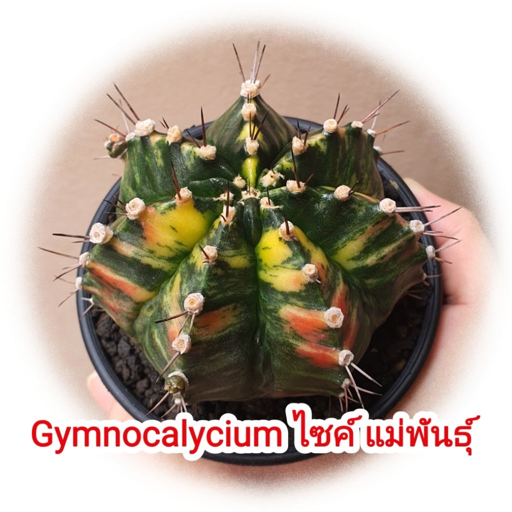 ยิมโนด่าง ไซค์แม่พันธุ์ ต้นใหญ่ (Gymnocalycium) แคคตัส พืชอวบน้ำ