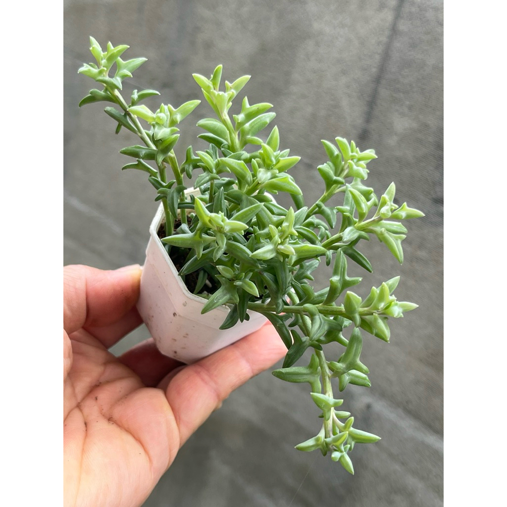 ต้นโลมาน้อย  Senecio peregrinus กุหลาบหิน ไม้อวบนำ้ น่ารักๆ กระถาง 2 นิ้ว