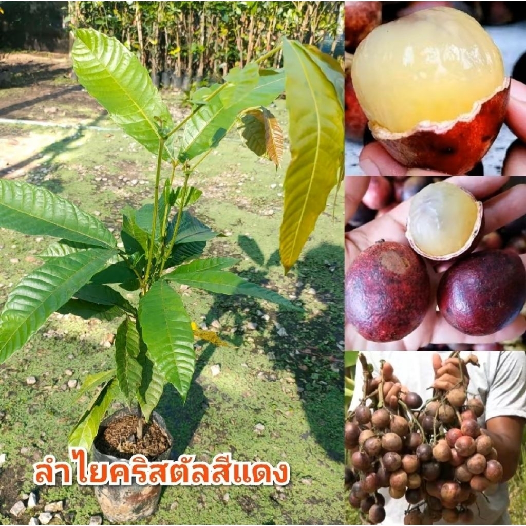 ต้นลำไยคริสตัลจัมโบ้สีแดง ผลไม้กลิ่นหอมเงาะผสมลิ้นจี่