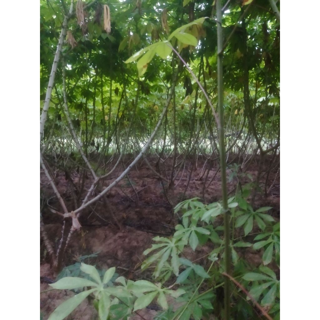 ท่อนพันธุ์มันอิทธิ 2 หัวใหญ่ก้านสีแดง คลุมหญ้าดีจำนวน 30ท่อน