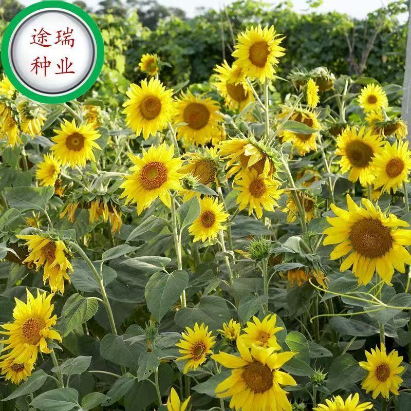 50 เมล็ด  เมล็ดพันธุ์ดอกทานตะวันแคระ ดอกทานตะวันจิ๋ว ดอกทานตะวันกระถาง - รูปที่ 3