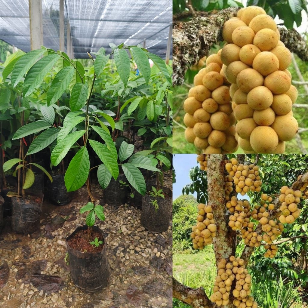 ต้นลองกองตันหยงมัส ต้นพันธุ์เสียบยอด สูง 40-50 cm.ปลูกง่ายโตไว 1-2 ปีได้รับประทานผล