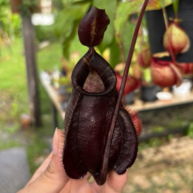 Nepenthes viking x ampullaria black miracle 4” pot ต้นไม้กินเเมลง หม้อข้าวหม้อเเกงลิง