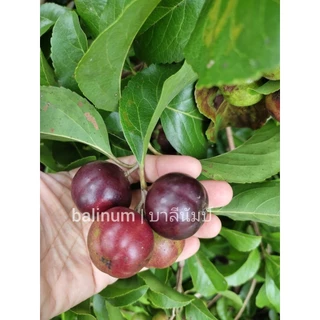 balinum ลูกตะขบยักษ์ไร้หนาม (1 kg.) ผลไม้สดออร์แกนิคปลอดสารพิษ 1000% สดจากสวนเชียงใหม่ ตะขบป่า หมักเบ็น หมากเบน มะเกว๋นต