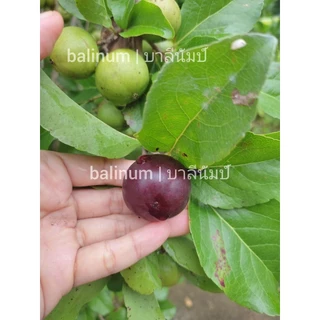balinum ลูกตะขบยักษ์ไร้หนาม (1 kg.) ผลไม้สดออร์แกนิคปลอดสารพิษ 1000% สดจากสวนเชียงใหม่ ตะขบป่า หมักเบ็น หมากเบน มะเกว๋นต