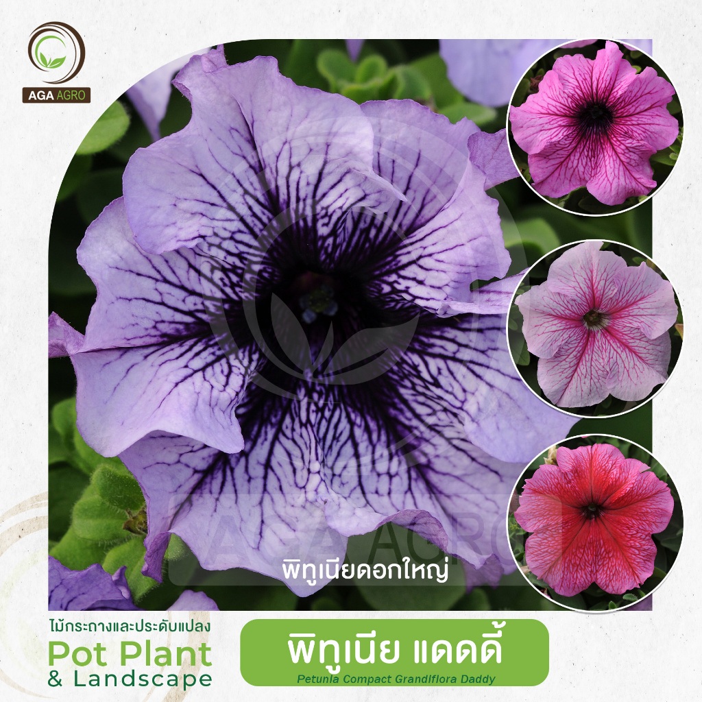 AGA AGRO I "พิทูเนีย แดดดี้" ดอกใหญ่ มีลวดสายเส้นบนกลีบดอก -100เมล็ด- Petunia Daddy