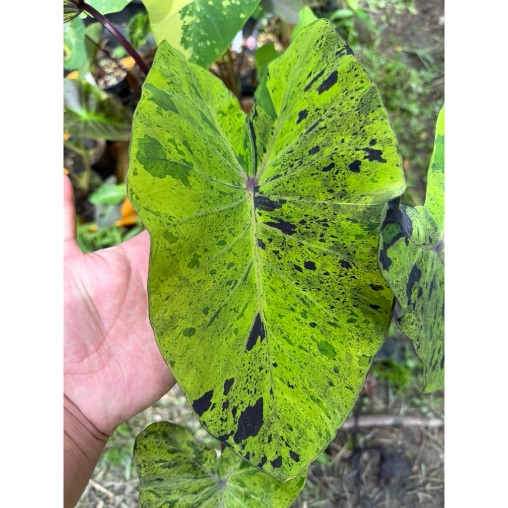 โคโลคาเซีย โมจิโต้ Colocasia Mojito ไม้ชำ ไม้ตัดสด