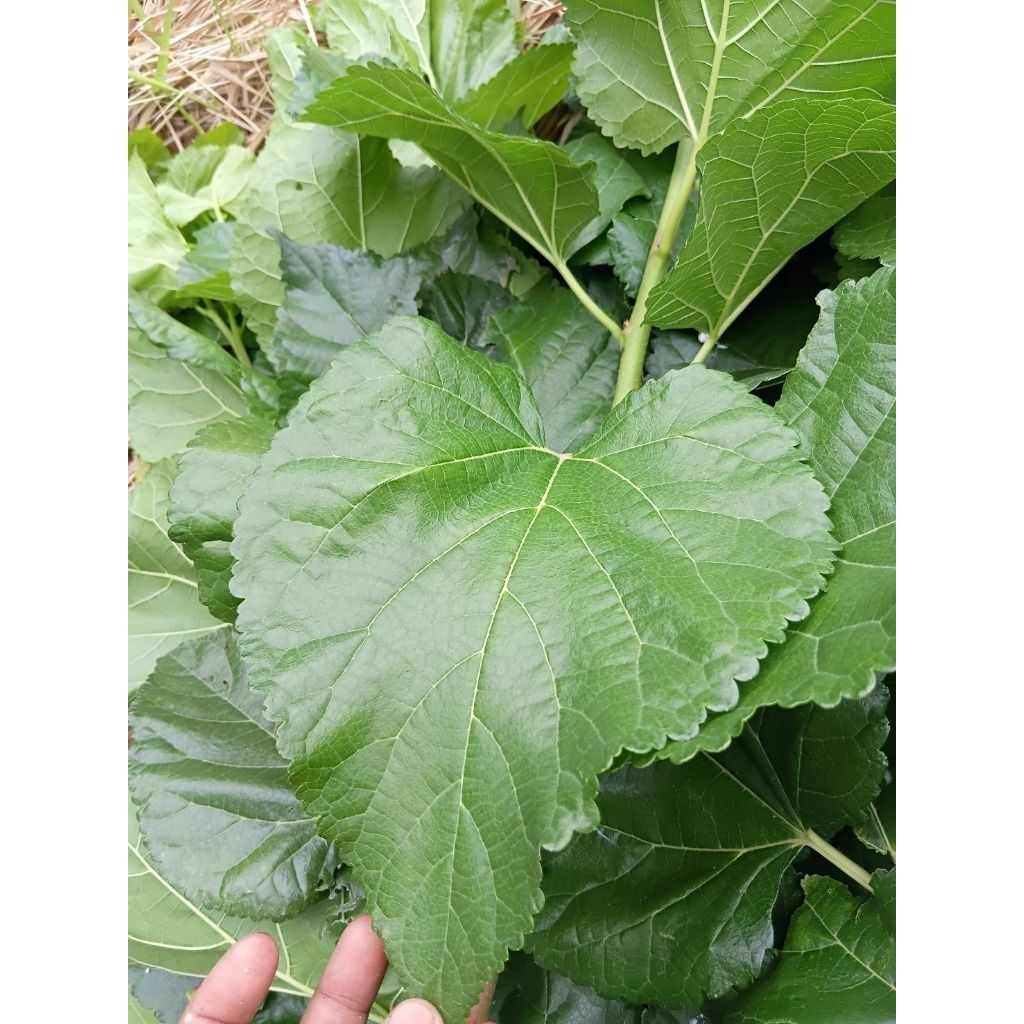 กิ่งพันธุ์หม่อนบุรีรัมย์ 60 ใบใหญ่  ( 15กิ่ง) - รูปที่ 2