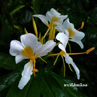 ว่านมหาหงส์ ต้นสะเลเต มี5สี ส่งเป็นต้นนะคะ ต้นแข็งแรง Butterfly Lily