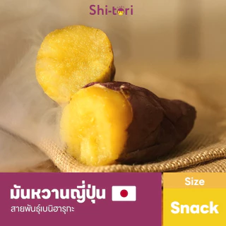 Live 🍠 Shi-tori มันหวานญี่ปุ่นเบนิฮารุกะ Size S กลิ่นหอม รสชาติหวาน เนื้อฉ่ำ นำเข้าจากญี่ปุ่น